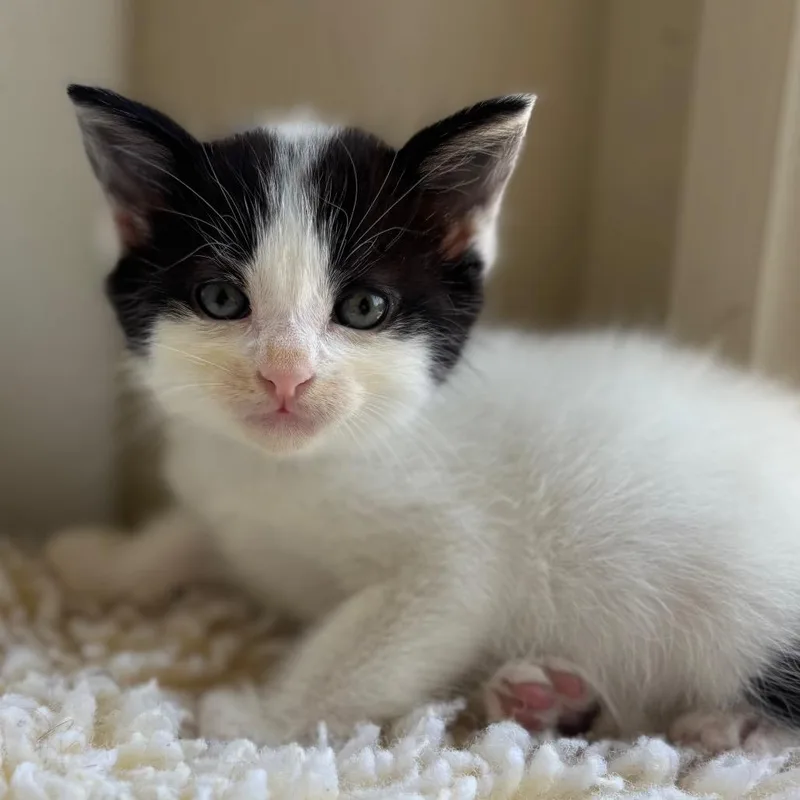 A baby small-sized male White Domestic Short Hair cat named Ray for adoption in Tustin, CA