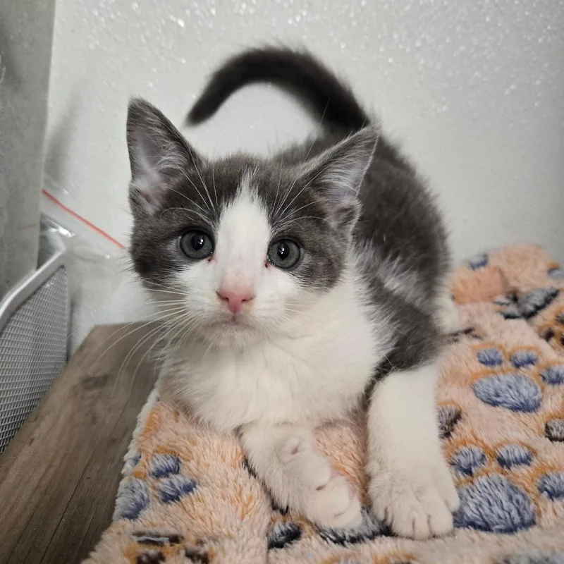 A baby small-sized male Gray / Blue / Silver Domestic Short Hair cat named Bullseye for adoption in Pennsville, NJ