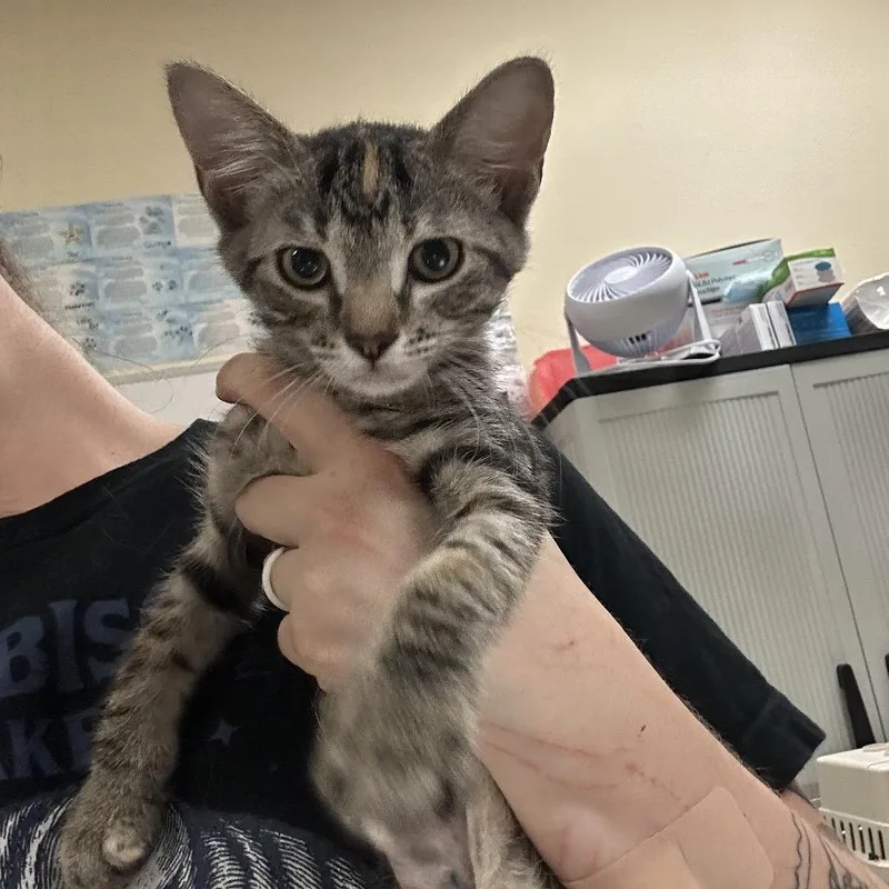 A baby small-sized female Brown / Chocolate Domestic Short Hair cat named Toe for adoption in Titusville, FL