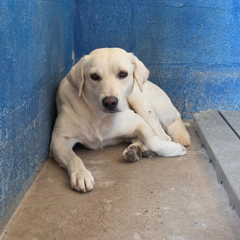 An adult medium-sized male White / Cream Shepherd dog named Buster for adoption in Edinburg, TX