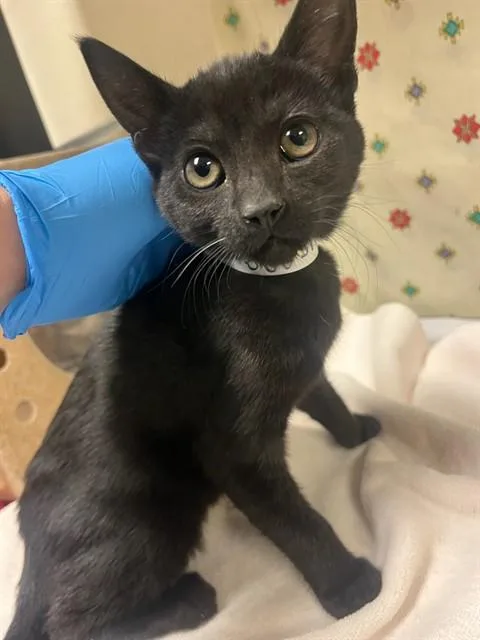 A young small-sized female Domestic Short Hair cat named Stella for adoption in Riverside, CA