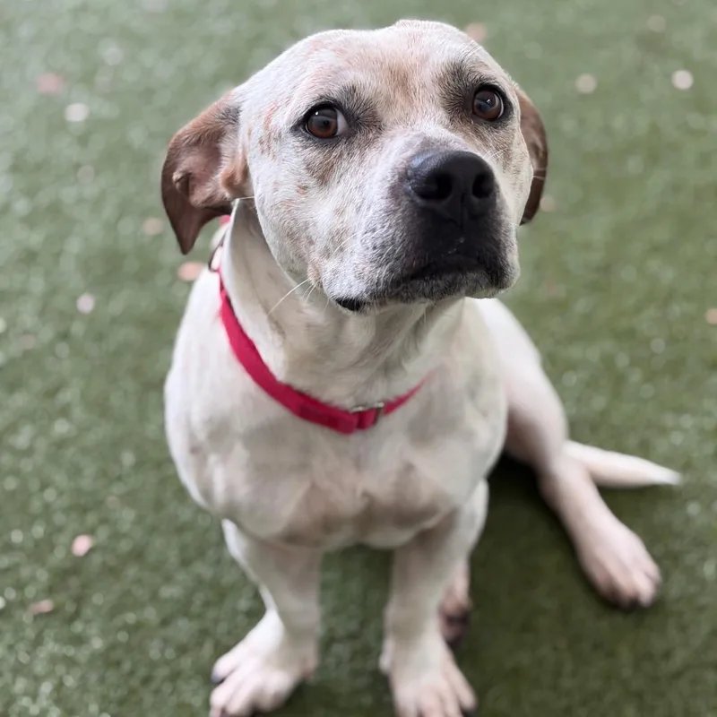 An adult large-sized male White / Cream Mixed Breed dog named Funfetti for adoption in Titusville, FL