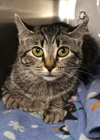 A young medium-sized female Black Domestic Short Hair cat named Dorothy for adoption in Waupaca, WI