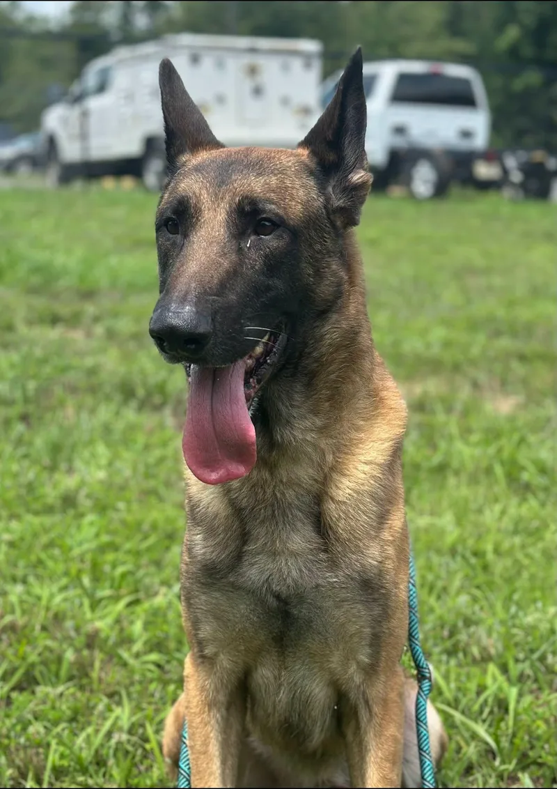 An adult large-sized male Yellow / Tan / Blond / Fawn Belgian Shepherd / Malinois dog named Ken for adoption in Stafford, VA