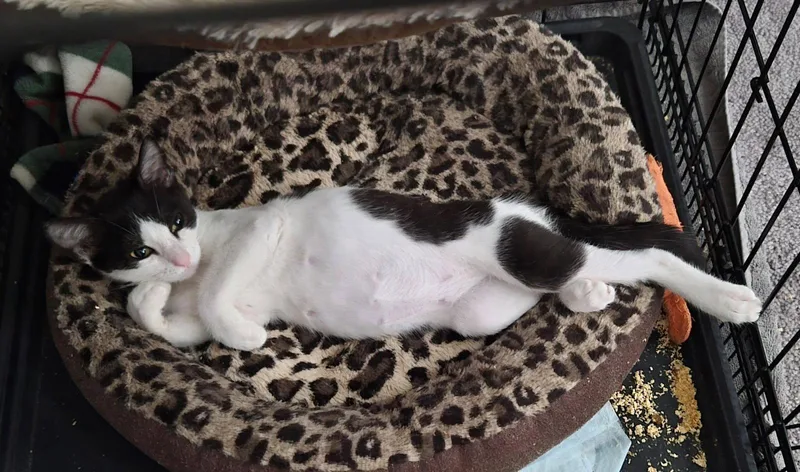A young medium-sized female Domestic Short Hair cat named Morrigan for adoption in Orlando, FL