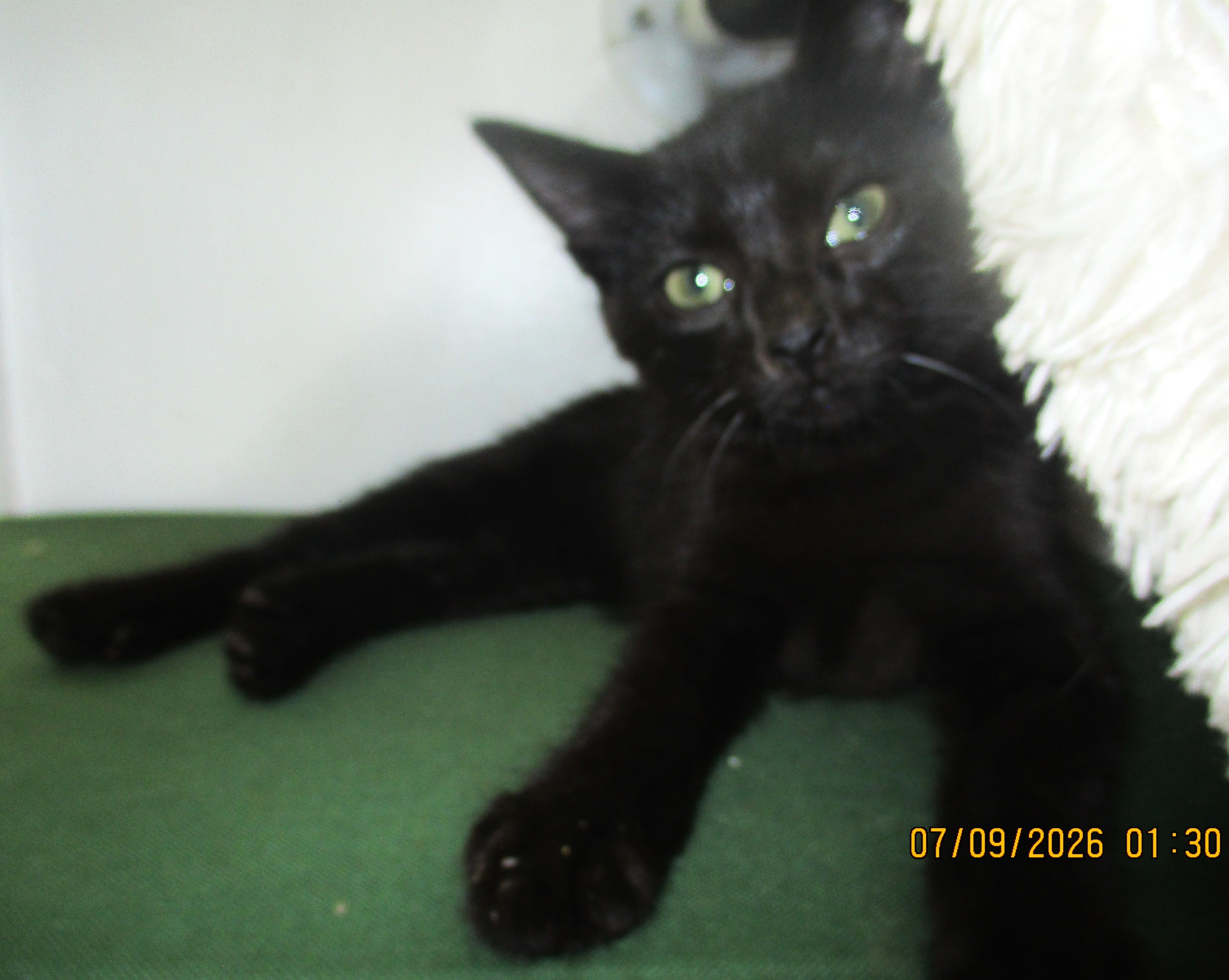 A baby medium-sized male Black Domestic Short Hair cat named Andrew for adoption in Troutman, NC