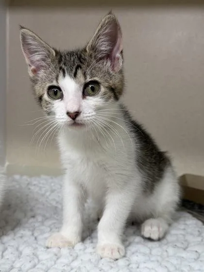 A baby small-sized female Domestic Short Hair cat named Bitty Bean for adoption in Bellevue, WA
