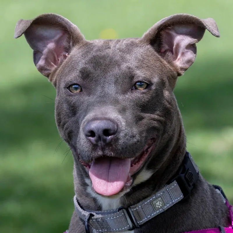 A young large-sized female Gray / Blue / Silver Pit Bull Terrier dog named Chichi for adoption in Detroit, MI