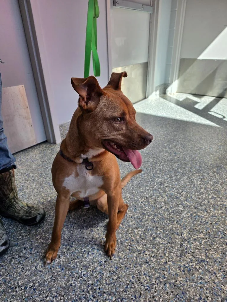 A young medium-sized female Terrier dog named Nola for adoption in Angola, IN