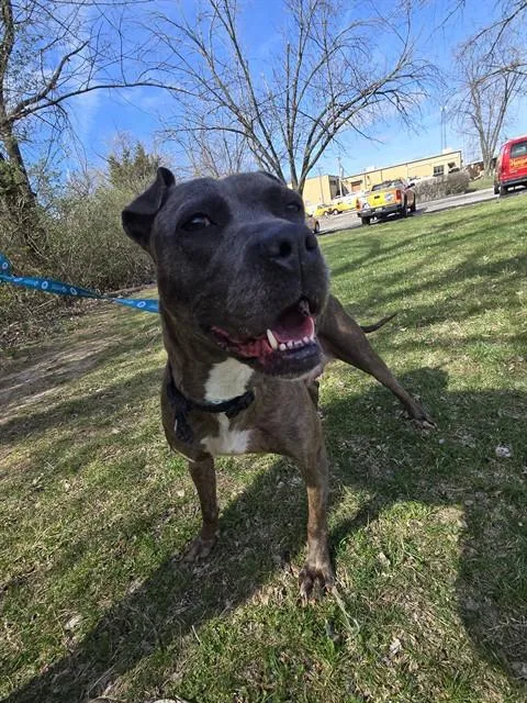 An adult large-sized female Terrier dog named Stella for adoption in Olivette, MO