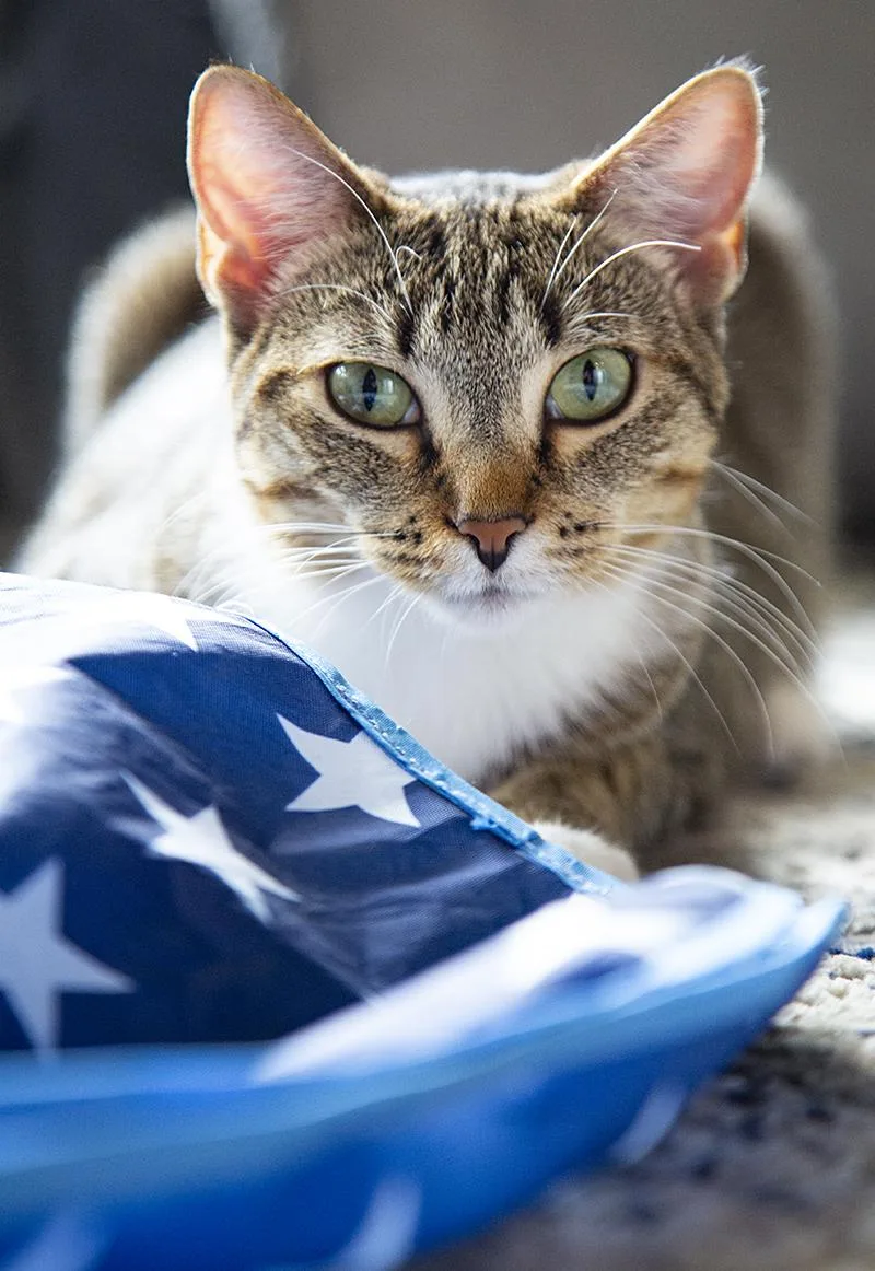 Miss Lizzy thumbnail 2