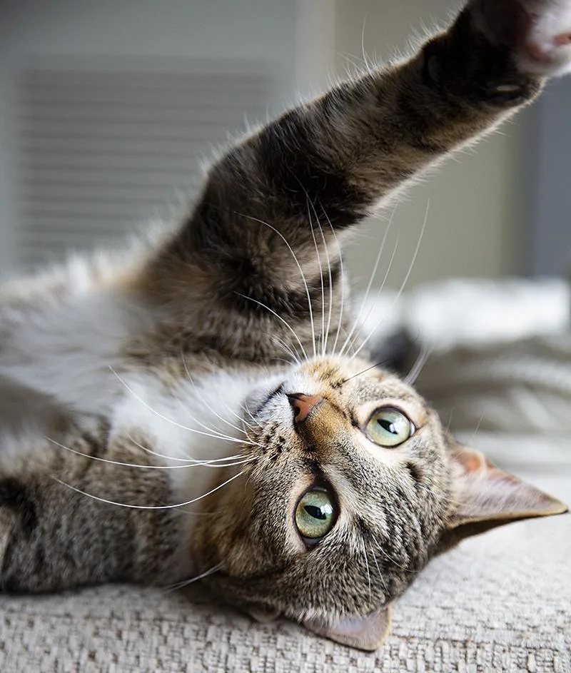 Miss Lizzy thumbnail 3