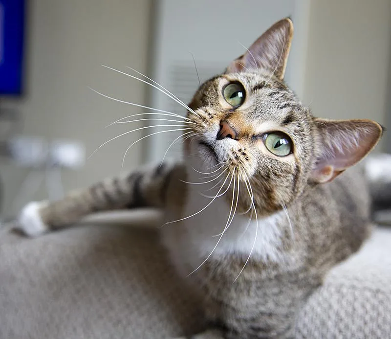 Miss Lizzy thumbnail 5