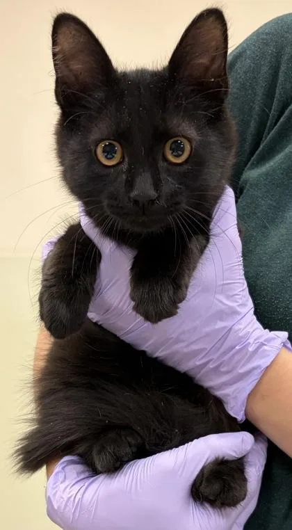 A baby small-sized male Domestic Short Hair cat named Seasmoke for adoption in West Chester, PA