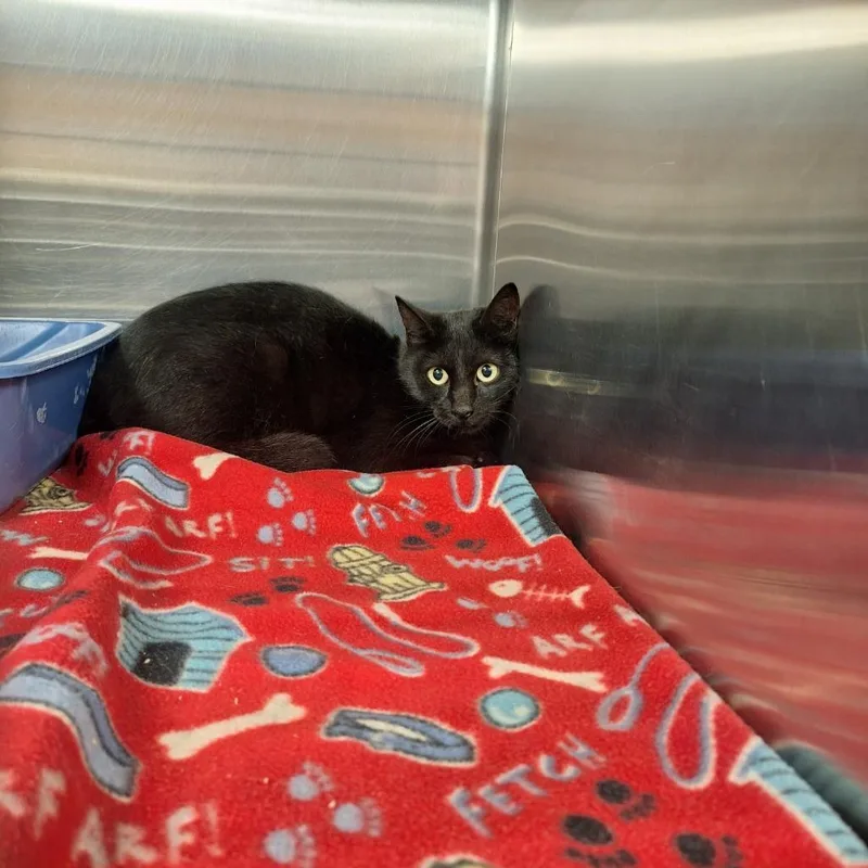 A young medium-sized female Domestic Short Hair cat named Bailey for adoption in Gautier, MS