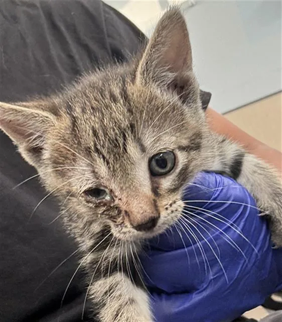 A baby medium-sized female Domestic Short Hair cat named Bibi for adoption in Dallas, TX