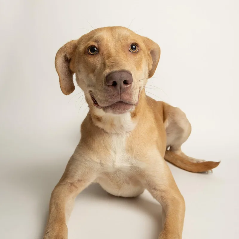 A baby large-sized female Labrador Retriever dog named Leona for adoption in Richardson, TX