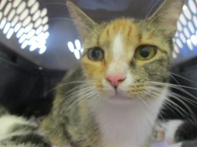 A young small-sized female Domestic Short Hair cat named Marigold for adoption in Ocala, FL