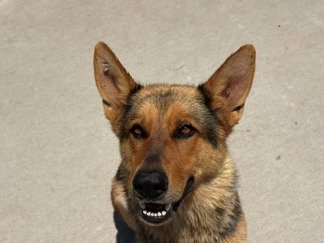 A young large-sized female German Shepherd Dog dog named Brenda for adoption in Tulsa, OK