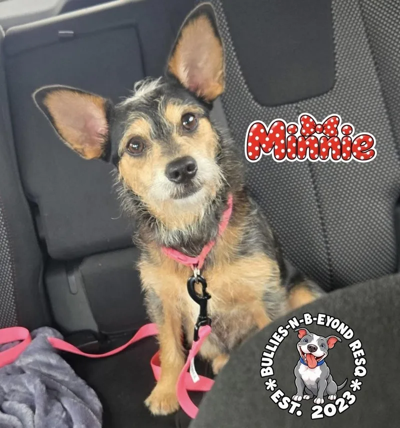 An adult medium-sized female Dachshund dog named Minnie for adoption in Omaha, NE