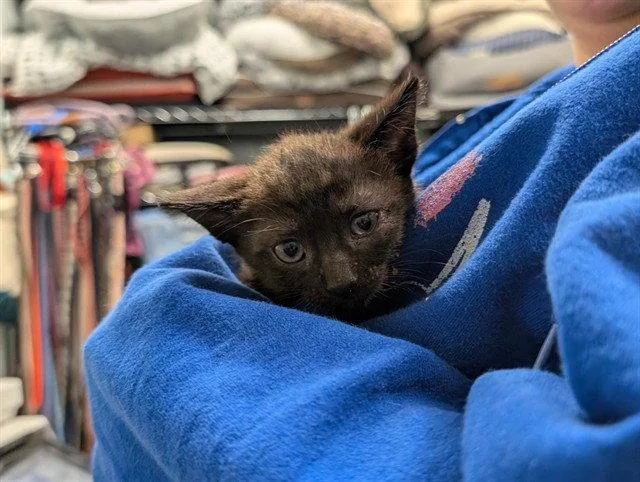 A baby small-sized male Black Domestic Short Hair cat named Bonfire for adoption in Tavares, FL