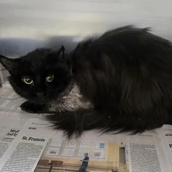 An adult medium-sized male Black & White / Tuxedo Domestic Long Hair cat named Sammy for adoption in Phoenixville, PA