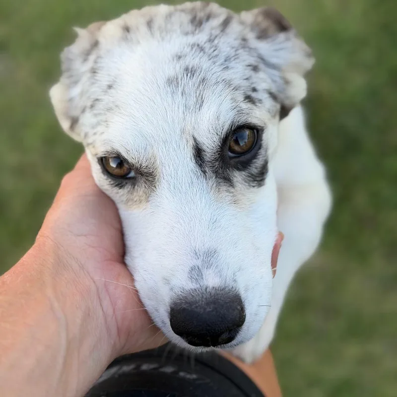 A baby medium-sized female Australian Shepherd dog named Hops for adoption in Brownsboro, AL