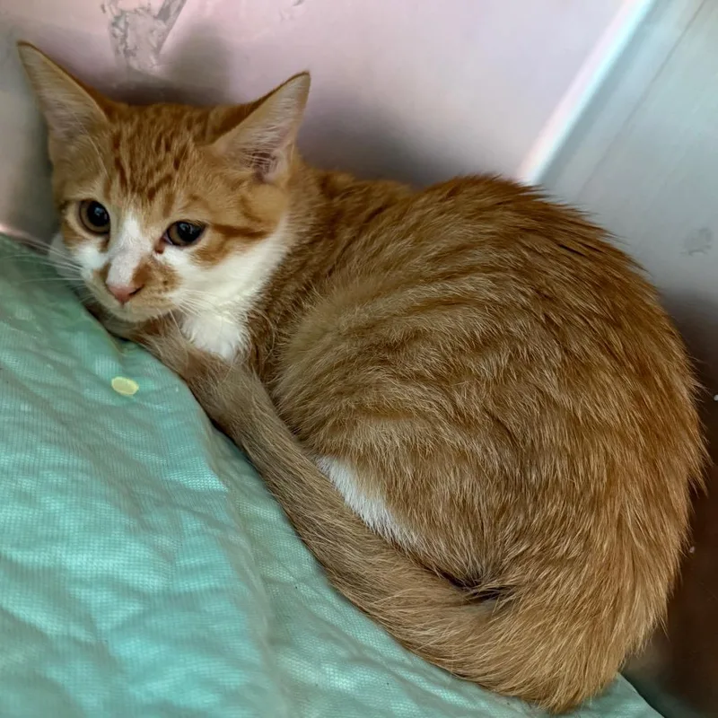 A baby small-sized female Orange / Red Domestic Short Hair cat named Odette for adoption in Council Bluffs, IA