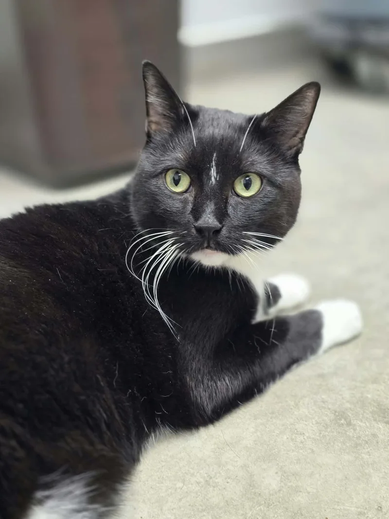 A senior large-sized male Domestic Short Hair cat named Honey Badger for adoption in Iowa City, IA