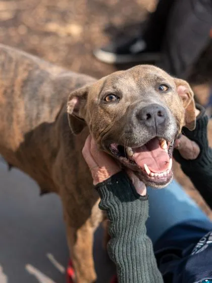 An adult large-sized female Mixed Breed dog named Darlene for adoption in Chamblee, GA