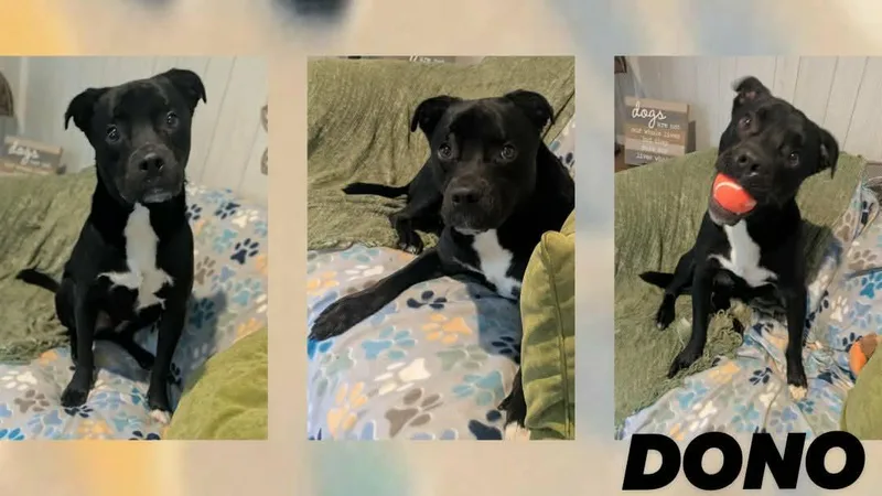 A young medium-sized male Bulldog dog named Dono for adoption in Ozark, AL