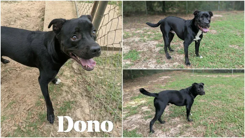 Dono thumbnail 4