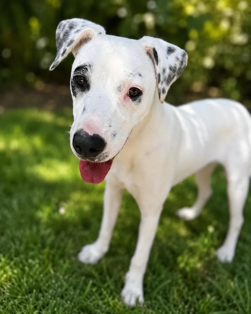 A young medium-sized female Whippet dog named Honey for adoption in Navarre, FL