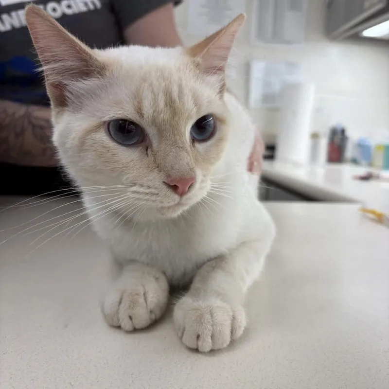 An adult medium-sized female Flame Point Domestic Short Hair cat named Katja for adoption in Beaumont, TX