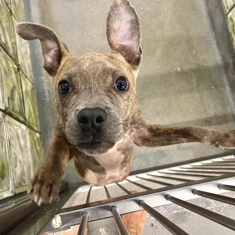 A baby small-sized male Mixed Breed dog named Uggy for adoption in Pittsburgh, PA