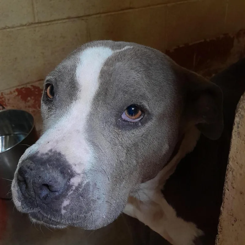 A young medium-sized male Gray / Blue / Silver Pit Bull Terrier dog named Rosana for adoption in Douglas, AZ