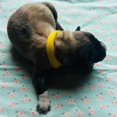 Miss Star thumbnail 2