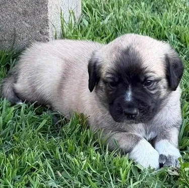 Miss Star thumbnail 4