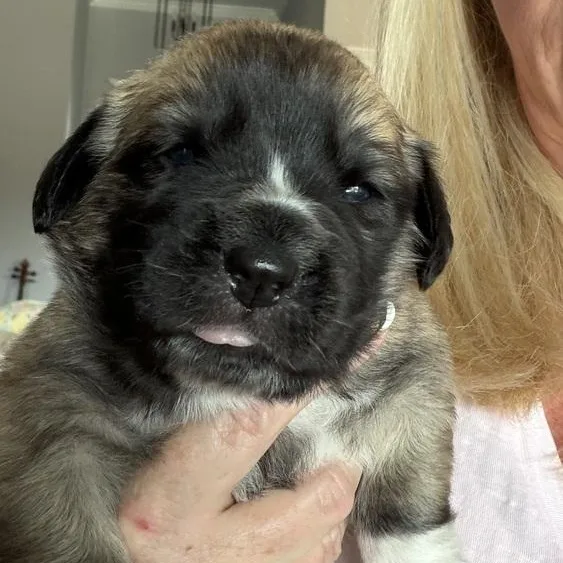 Miss Star thumbnail 5