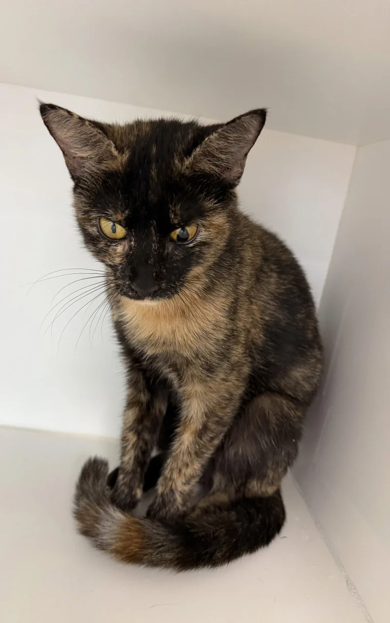 A young medium-sized female Domestic Short Hair cat named Belljar for adoption in Satellite Beach, FL