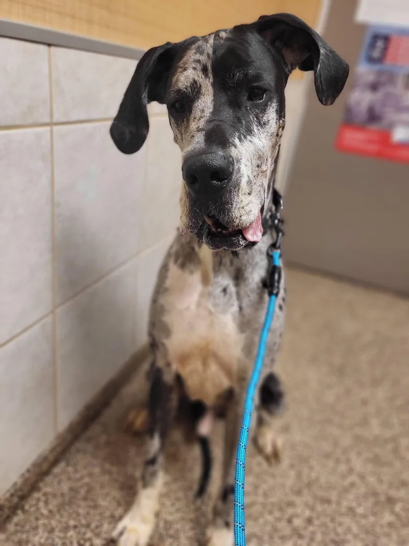 A young extra large-sized male Great Dane dog named Weston for adoption in Salisbury, NC