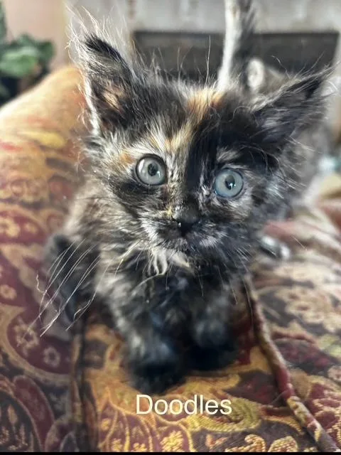 A baby small-sized female Dilute Tortoiseshell Domestic Medium Hair cat named Beautiful & Unusual coloring for adoption in Santa Maria, CA