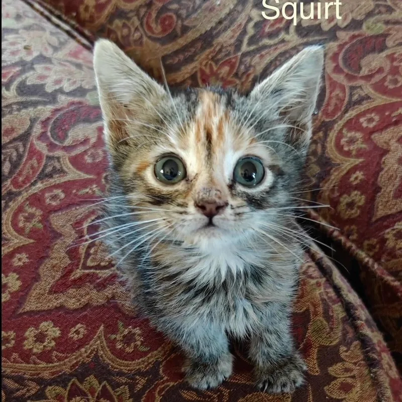 Beautiful & Unusual coloring thumbnail 3