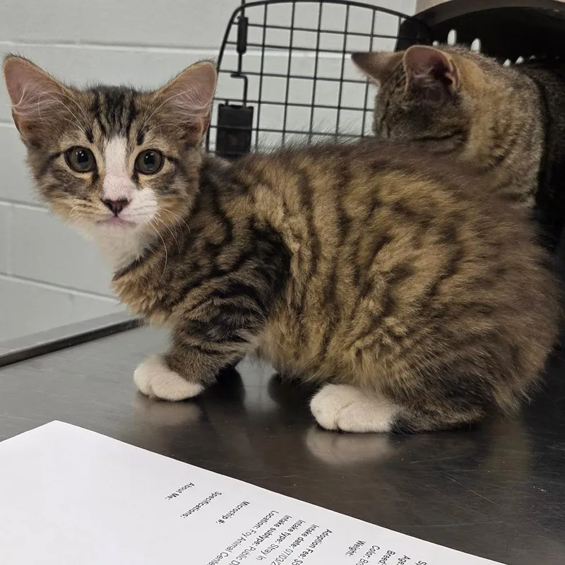 A baby small-sized male Brown / Chocolate Domestic Medium Hair cat named Vermithor for adoption in Chattanooga, TN
