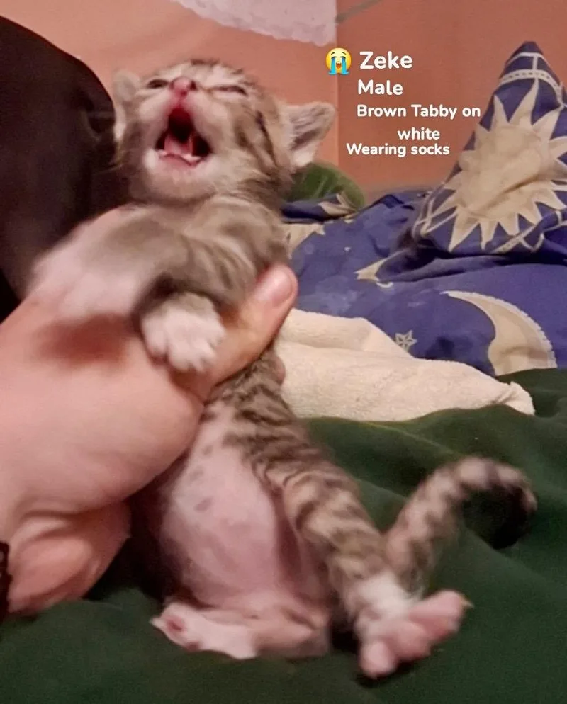 A baby medium-sized male Domestic Short Hair cat named Zeke for adoption in Burnsville, NC