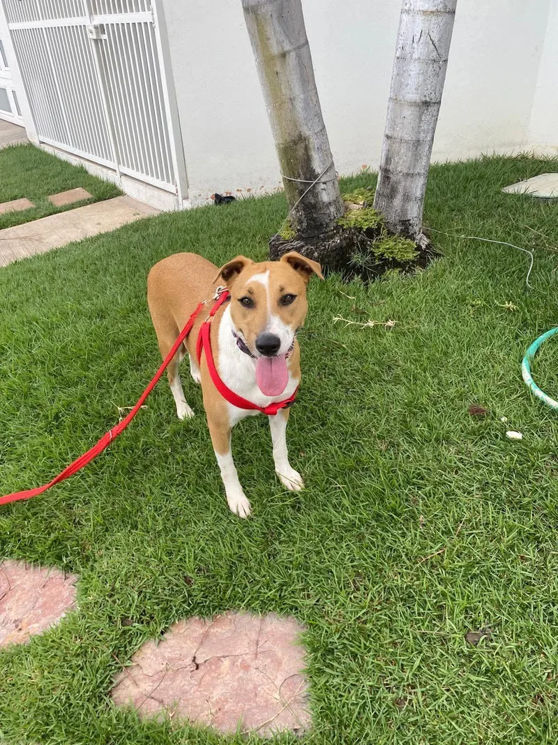 An adult medium-sized female Jack Russell Terrier dog named Brownie for adoption in Virginia Beach, VA