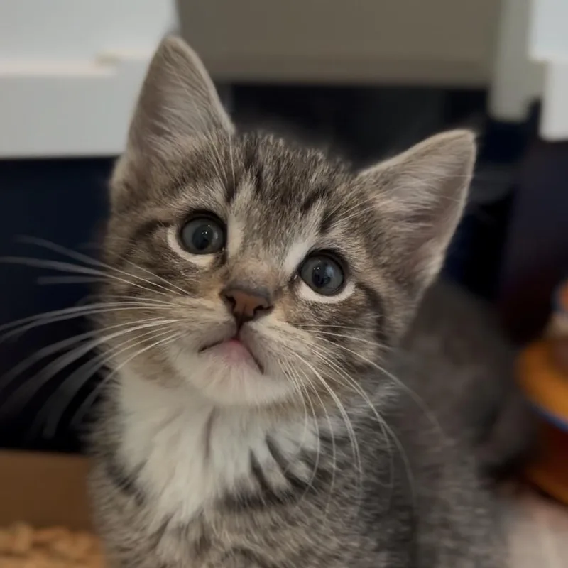A baby small-sized male Brown / Chocolate Domestic Short Hair cat named Luigi for adoption in Tustin, CA