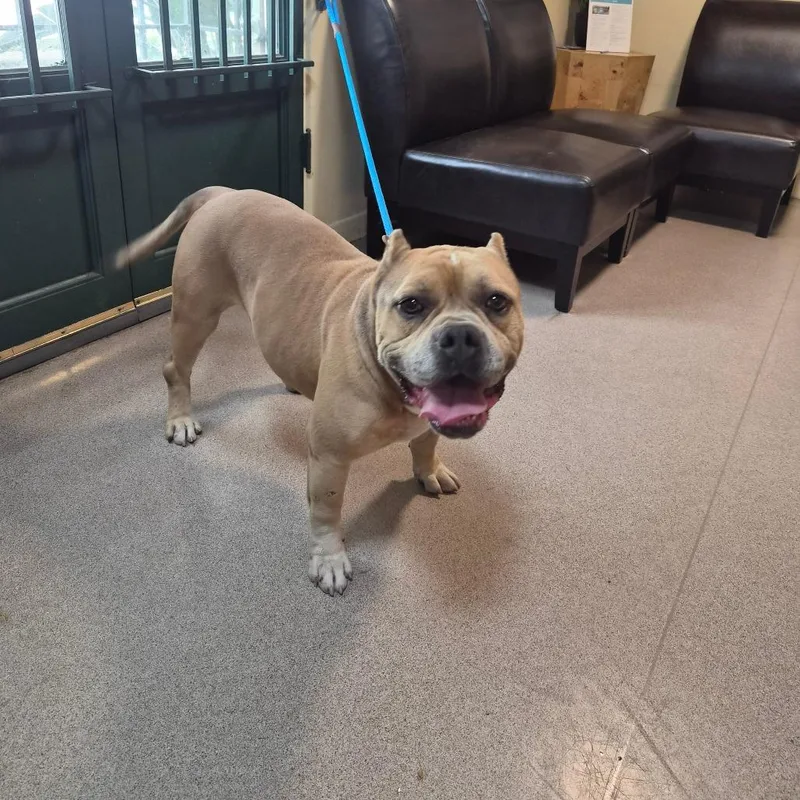 An adult large-sized male Yellow / Tan / Blond / Fawn American Staffordshire Terrier dog named Tbone for adoption in Pasadena, CA