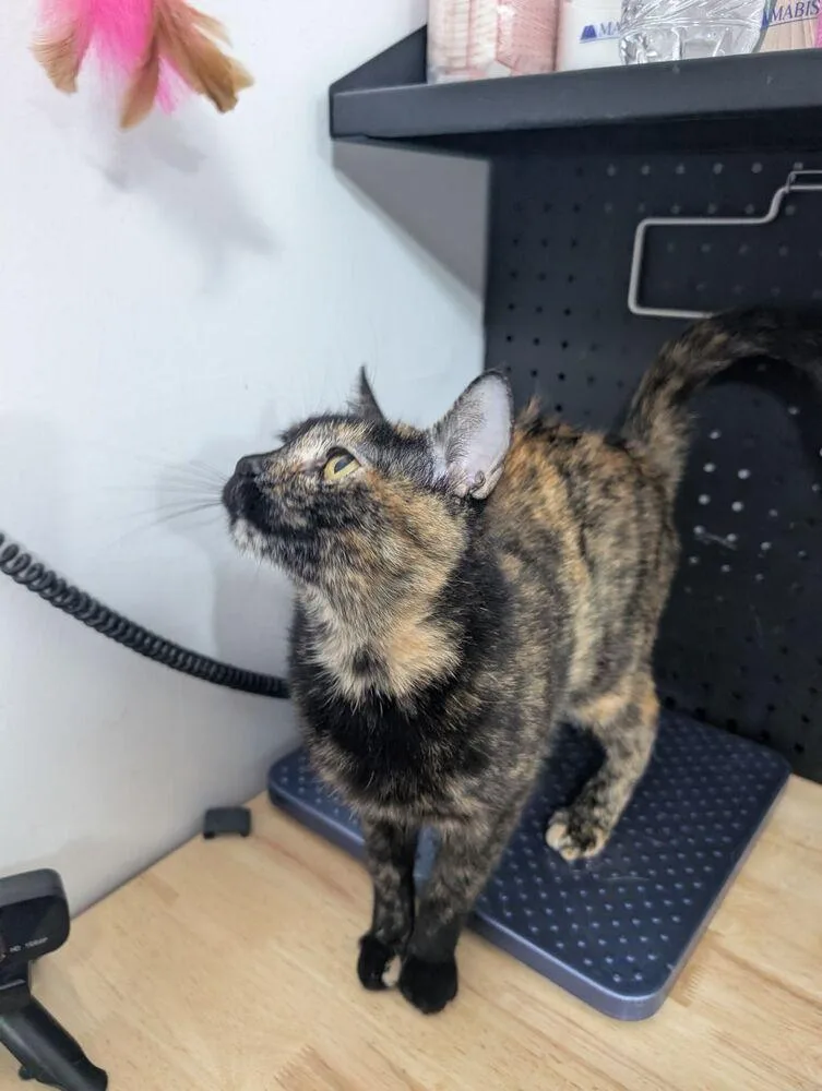 An adult medium-sized female Domestic Short Hair cat named Heather for adoption in Anoka, MN