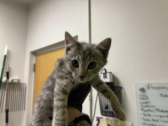 A baby small-sized female Domestic Short Hair cat named Kai for adoption in Colorado Springs, CO